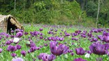 F-opium-garden-Phongsaly-Laos