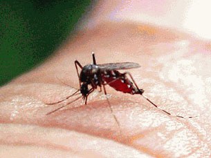 F-dengue-fever F-dengue-fever