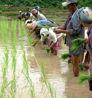 F-Lao-thai-farmers F-Lao-thai-farmers