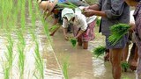 F-Lao-thai-farmers