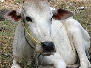 F-cow F-cow