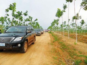 F-Vietnam-rubber-farm F-Vietnam-rubber-farm