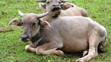 F-Cattle