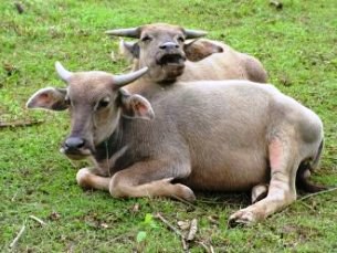 F-Cattle F-Cattle