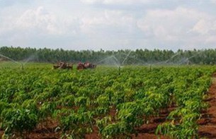 F-Rubber-plantation-Attapeu