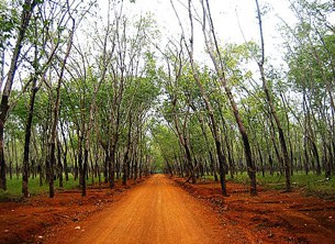 F-rubber-plantation F-rubber-plantation