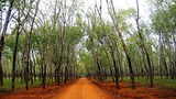 F-rubber-plantation