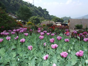F-poppies F-poppies
