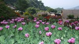 F-poppies