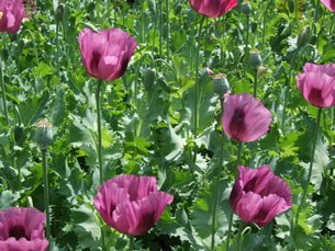 F-poppies F-poppies