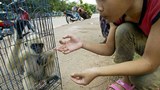 F-monkey-girl