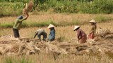 F-threshing-rice