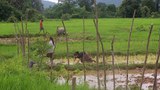 F-ricefield