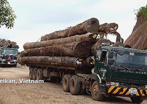 ຕາມຣາຍງານ ຂອງ ອົງການສືບສວນ ສະພາບແວດລ້ອມ ສາກົນ ໄດ້ແຈ້ງຊາບວ່າ ໄມ້ຈໍາພວກນີ້ ແມ່ນຕັດຈາກ ປ່າໄມ້ ໃນແຂວງ ສາຣະວັນ ແລະ ອັດຕະປື ແລ້ວຂົນສົ່ງ ໄປວຽດນາມ ຢ່າງເປີດເຜີຍ.