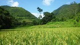 F-Ricefield