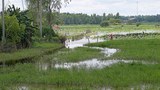 F-TL-MARSH-ENVIRONMENT