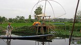 F-bung-that-luang-man-fish