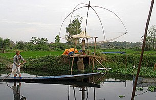 F-bung-that-luang-man-fish F-bung-that-luang-man-fish