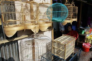 F-Bird-cage