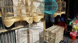 F-Bird-cage