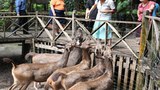 F-lao-wildlife-sanctuary