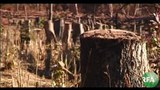 F-tree-cut-down