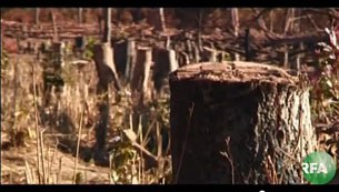 F-tree-cut-down F-tree-cut-down