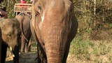 F-face-elephant