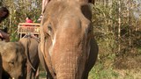 F-elephant-LP