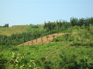 F-plant-trees F-plant-trees