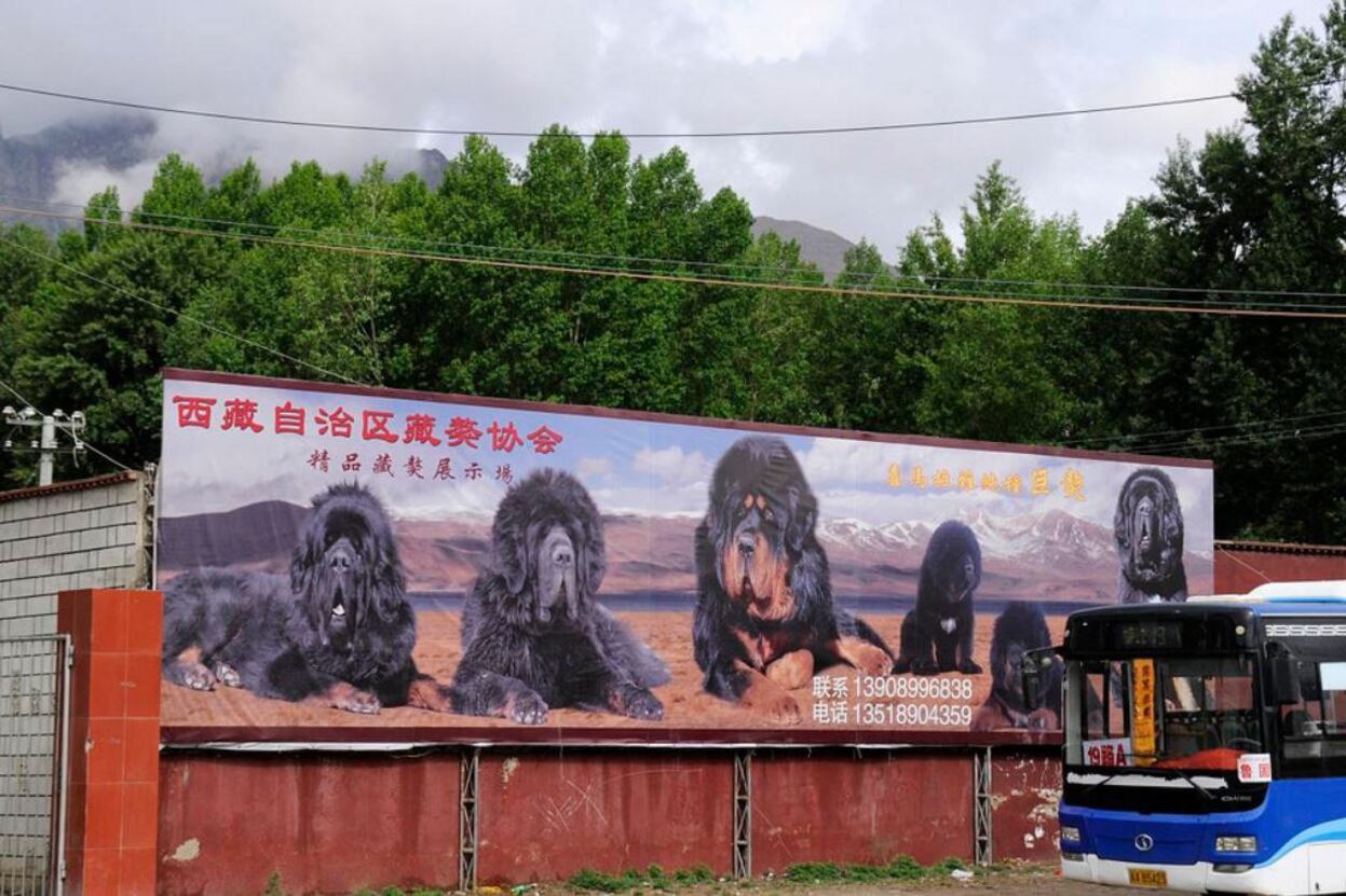 ལྷ་སར་ཡོད་པའི་བོད་ཀྱི་འབྲོག་ཁྱི་གསོ་སྐྱོང་ར་བ་ཞིག ༢༠༡༡