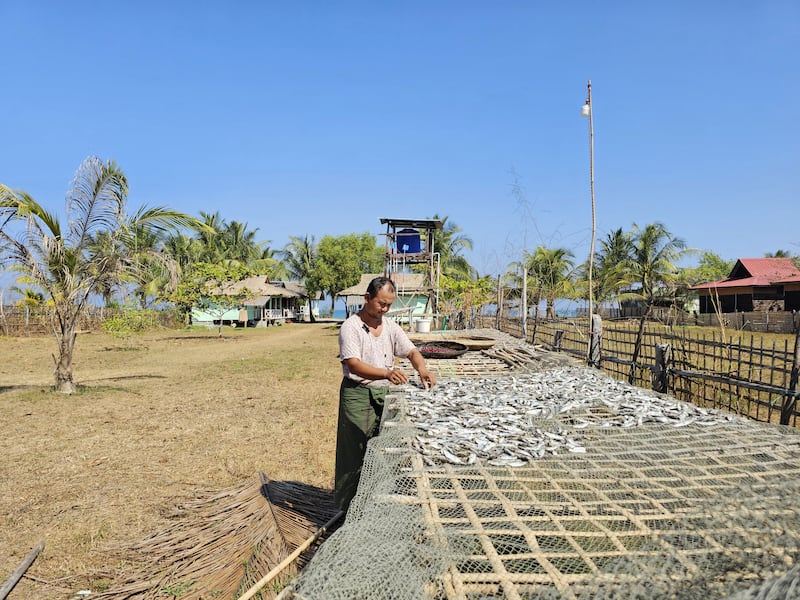 ဧရာ၀တီတိုင်း၊ ငပုတောမြို့နယ် ငရုတ်ကောင်းမြို့ နံ့သာပုကျေးရွာမှ ကိုကျော်မိုးလွင် ငါးလှန်းနေသည့်မြင်ကွင်းအား ၂၀၂၄ ခုနှစ် ဖေဖော်ဝါရီလ ၁၃ ရက်နေ့က တွေ့ရစဉ်။ (Photo: RFA)