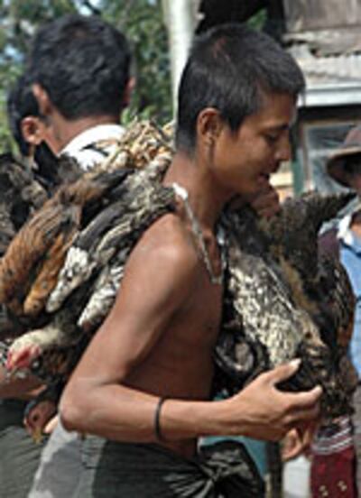 chicken_carrier_150px.jpg