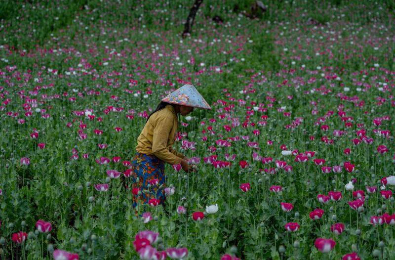 ရှမ်းပြည်နယ်တောင်ပိုင်းရှိ ဘိန်းခင်းတစ်ခုတွင် ဘိန်းစေးများ ထုတ်ယူနေသည်ကို ၂၀၂၄ ခုနှစ် အောက်တိုဘာလ ၃၀ ရက်နေ့က တွေ့ရစဉ်။ (Gemunu Amarasinghe/RFA)