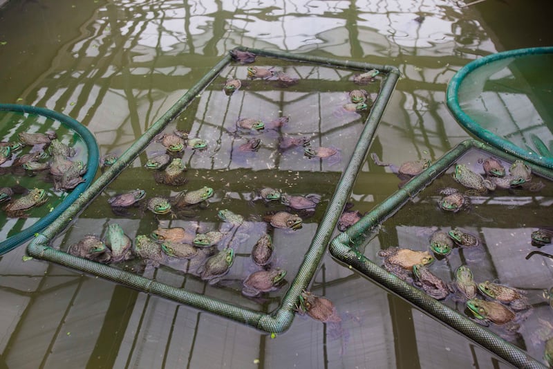 frog-turtle.jpg
