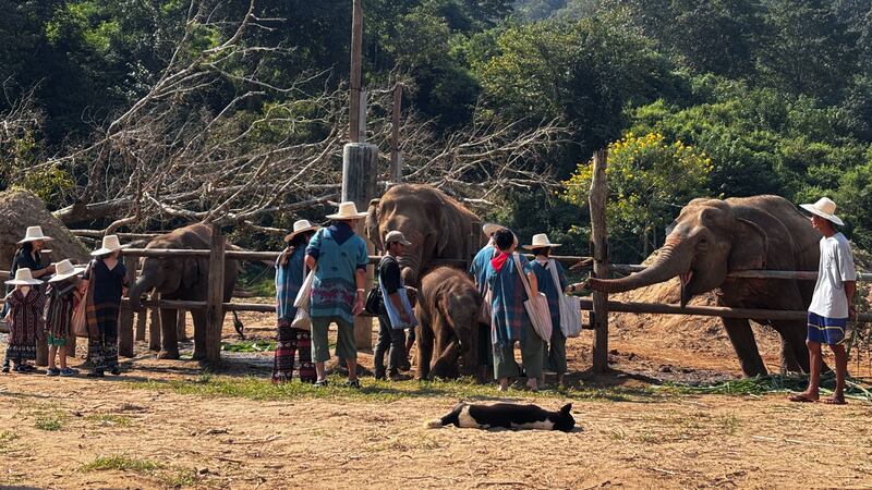ထိုင်းနိုင်ငံမြောက်ပိုင်း၊ ချင်းမိုင်မြို့၊ ထီထီ (Tee Tee) ဆင်စခန်းသို့ လာရောက်လည်ပတ်သူများအား ၂၀၂၄ ခုနှစ်၊ နိုဝင်ဘာလ ၂၁ ရက်နေ့တွင် တွေ့ရစဉ်။ (Photo: RFA)