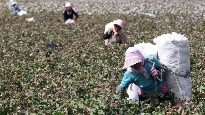 正在采摘棉花的新疆哈密农民(法新社资料图)