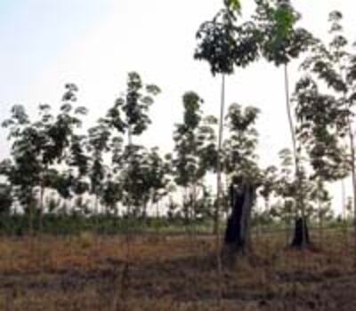 Rubber-Plant2.jpg
