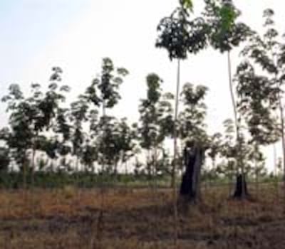 Rubber-Plant2.jpg
