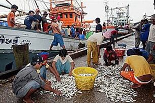 ထိုင်းနိုင်ငံ ဆိပ်ကမ်းတခုတွင် မြန်မာ ရွှေ့ပြောင်း အလုပ်သမားများ အလုပ်လုပ်နေပုံ ဖြစ်ပါသည်။ (Photo: AFP)
