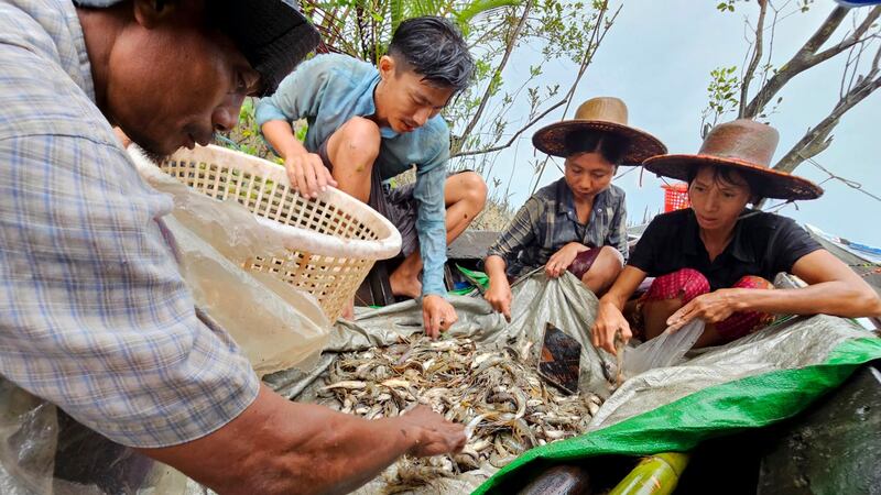 ပိုက်ဘဝင်းမှ ဖမ်းမိလာသည့် ငါး၊ ပုစွန်များ အမျိုးအစားခွဲပြီး ဝယ်နေသည်ကို ၂၀၂၃ ခုနှစ် စက်တင်ဘာလ ၃၀ ရက်နေ့က တွေ့ရစဉ်။ (Photo: RFA)