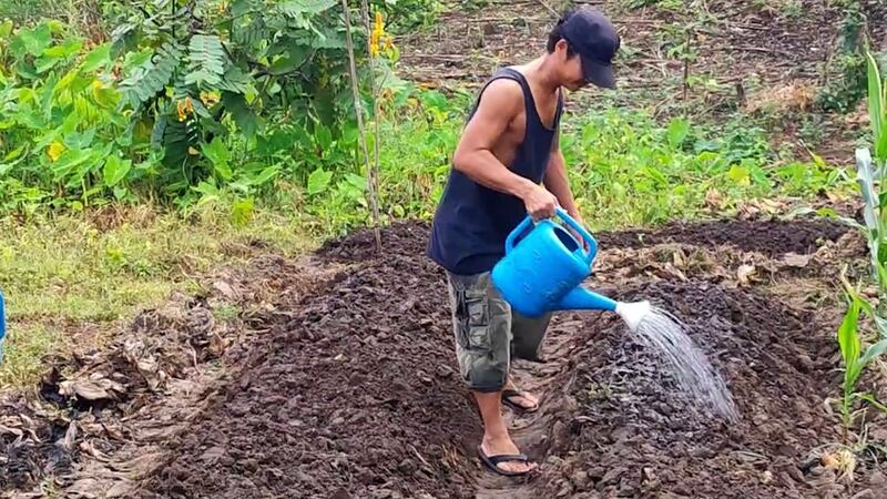 မဲဆောက်မြို့တွင် CDM ဝန်ထမ်းတစ်ဦး တောင်ယာစိုက်ပျိုးနေတာကိုတွေ့ရစဉ်။ (Photo : RFA)