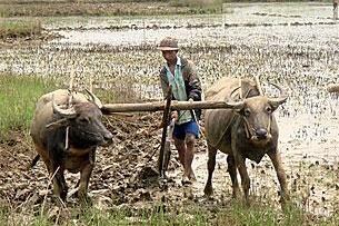လယ်သမားတဦး ကွဲျတရှဉ်းဖြင့် လယ်ထွန်နေပုံ ဖြစ်ပါသည်။ (Photo: AFP)