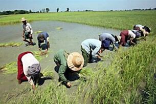 ရေသွင်း လယ်ကွင်းတခုတွင် ပျိုးပင်များ စိုက်နေသော လယ်သူမများ ဖြစ်ပါသည်။ (Photo: AFP)