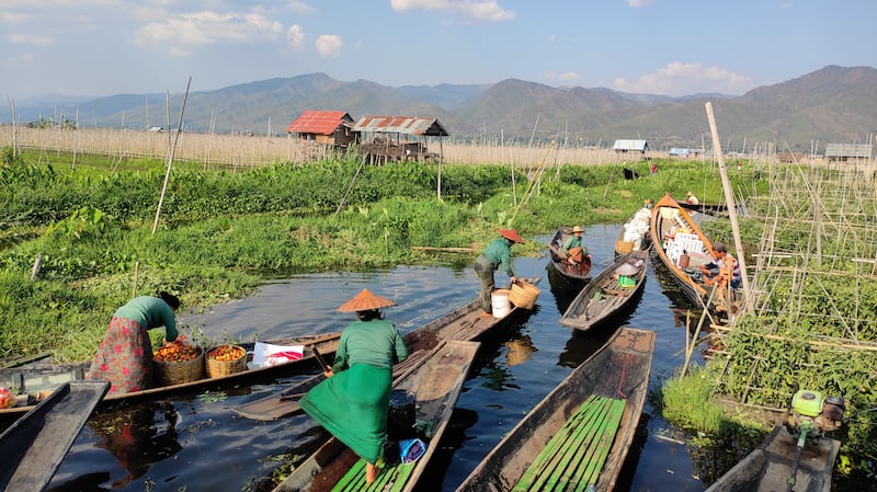 အင်းလေးကန် ရေပေါ်ကျွန်းမျော ခရမ်းချဉ်သီးစိုက်ခင်းတွေကြားမှာ အလုပ်လုပ်နေကြသူများ။ Photo: RFA