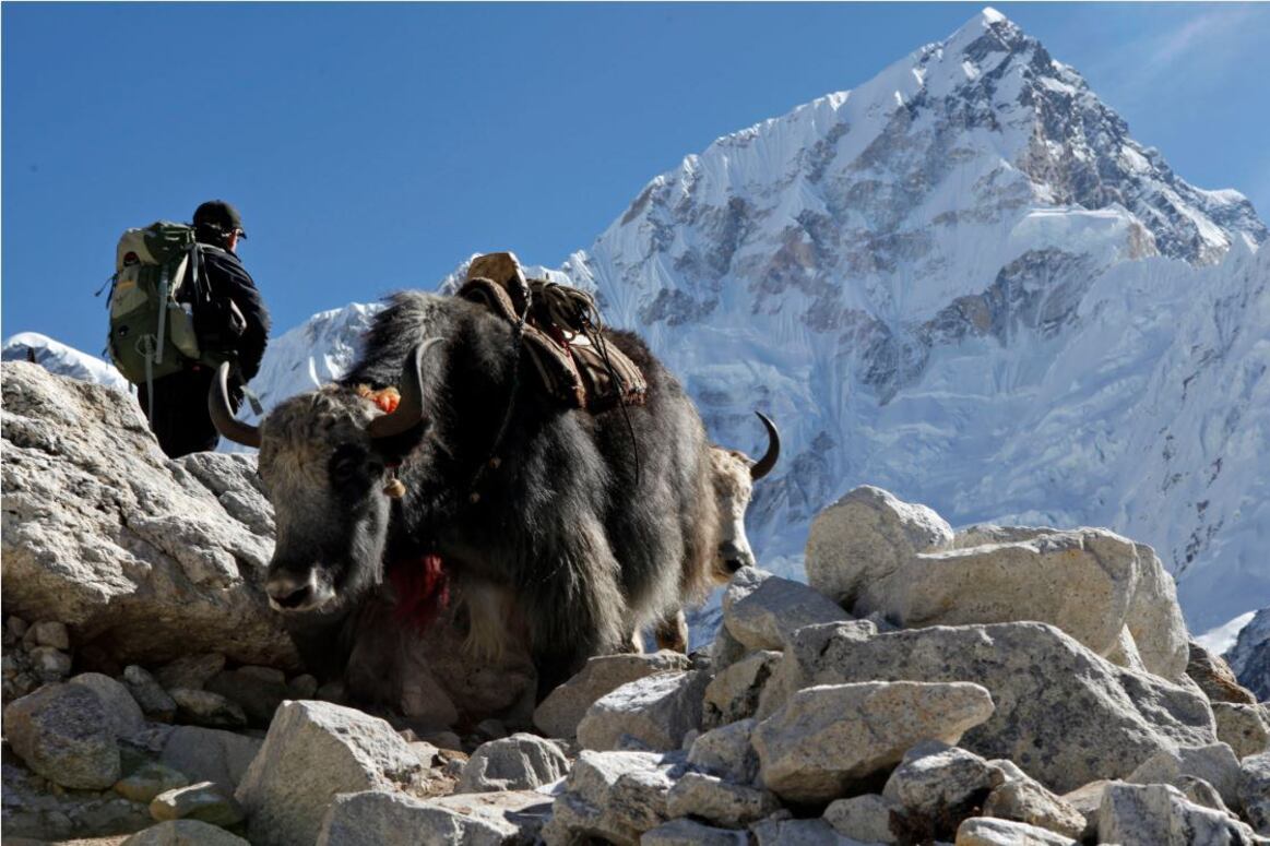 རི་བོ་ཇོ་མོ་གླང་མ། ༢༠༡༥