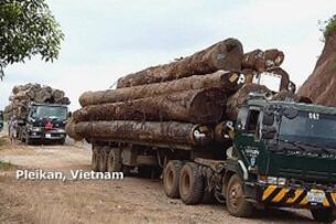 ຕາມຣາຍງານ ຂອງ ອົງການສືບສວນ ສະພາບແວດລ້ອມ ສາກົນ ໄດ້ແຈ້ງຊາບວ່າ ໄມ້ຈໍາພວກນີ້ ແມ່ນຕັດຈາກ ປ່າໄມ້ ໃນແຂວງ ສາຣະວັນ ແລະ ອັດຕະປື ແລ້ວຂົນສົ່ງ ໄປວຽດນາມ ຢ່າງເປີດເຜີຍ.