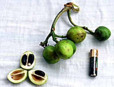 physic_nut_200px.jpg