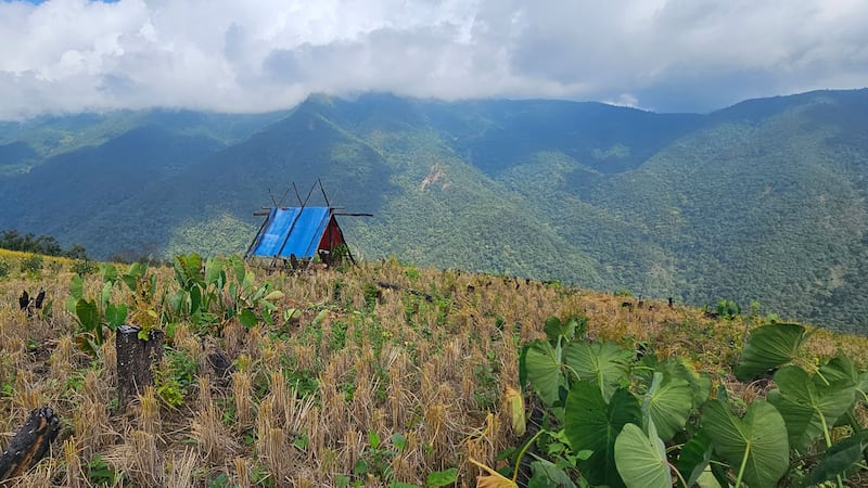 ချင်းပြည်နယ်၊ တီးတိန်မြို့နယ်၊ ငါလ်ဇန်ကျေးရွာမှ တောင်ယာစပါးစိုက်ခင်းတစ်ခုကို ၂၀၂၃ ခုနှစ်၊ နိုဝင်ဘာလ ၁၀ ရက်နေ့က တွေ့ရစဉ်။ (Photo: RFA)