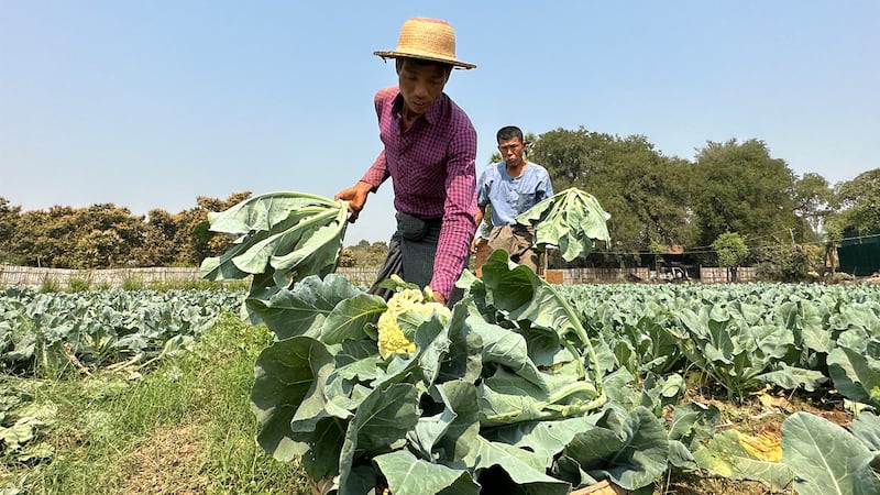 မန္တလေးတိုင်း၊ တံတားဦးမြို့နယ်၊ အင်းဝမြို့ဟောင်းမှ တောင်သူများအား ၂၀၂၄ ခုနှစ်၊ ဖေဖော်ဝါရီလ ၂၀ ရက်နေ့က တွေ့ရစဉ်။ (Photo: RFA)